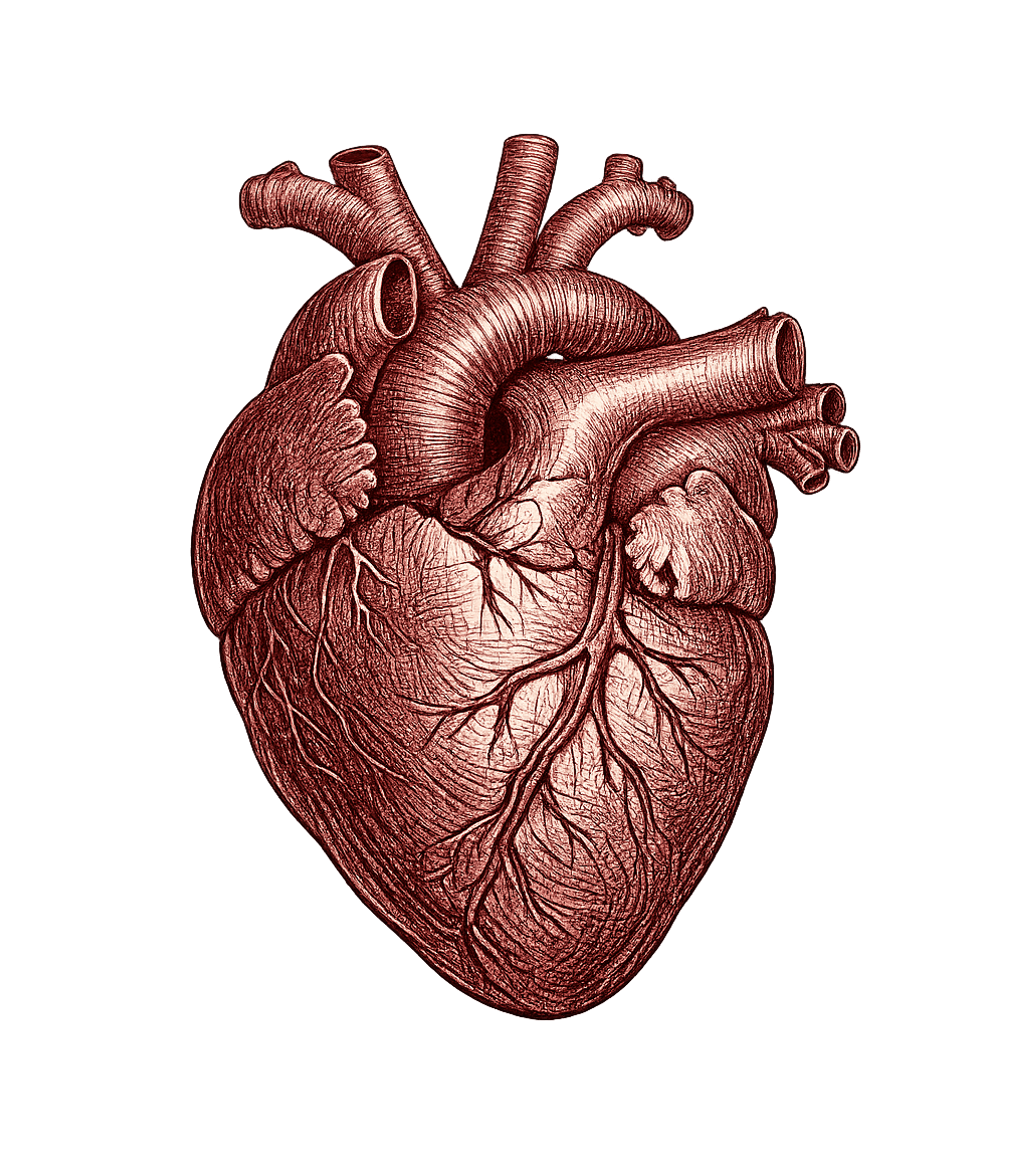 Anatomical Heart T-Shirt Graphic Premium T-Shirt featuring Generated via Design Mixer – designed by Geoff Brown @ SunFrog Anatomical Heart T-Shirt Graphic Premium T-Shirt featuring Generated via Design Mixer – designed by Geoff Brown @ SunFrog