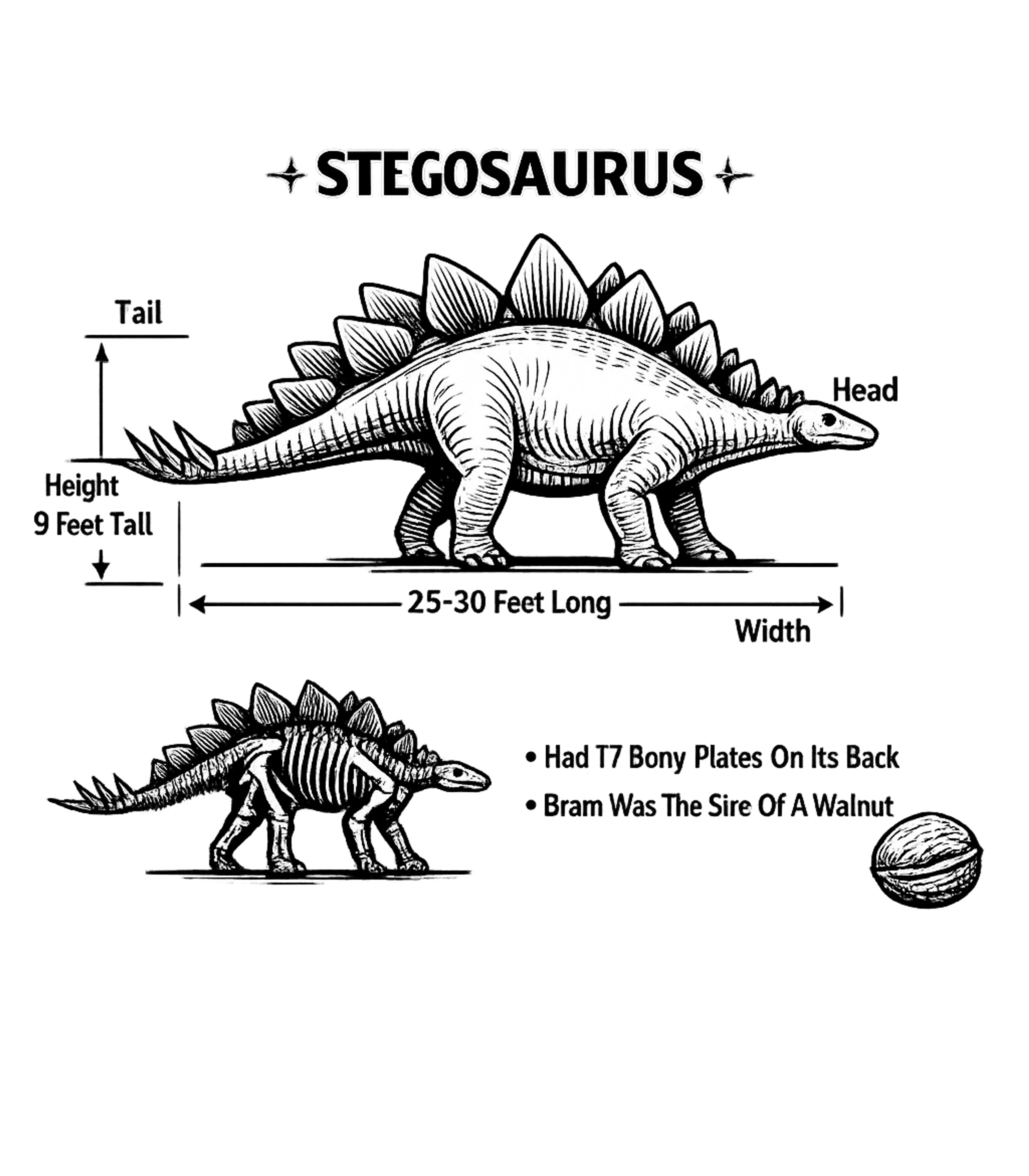 Stegosaurus Facts Art Wildlife Premium T-Shirt featuring Showcase your love for prehistoric creatures with this detai – designed by Geoff Brown @ SunFrog Stegosaurus Facts Art Wildlife Premium T-Shirt featuring Showcase your love for prehistoric creatures with this detai – designed by Geoff Brown @ SunFrog